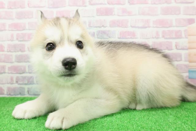 東京都のシベリアンハスキー (Coo&RIKU板橋店/2025年12月8日生まれ/女の子/レッドホワイト)の子犬の2枚目の画像