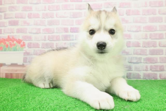 東京都のシベリアンハスキー (Coo&RIKU板橋店/2025年12月8日生まれ/女の子/レッドホワイト)の子犬の3枚目の画像