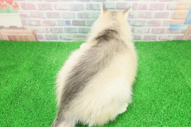 東京都のシベリアンハスキー (Coo&RIKU板橋店/2025年12月8日生まれ/女の子/レッドホワイト)の子犬の4枚目の画像