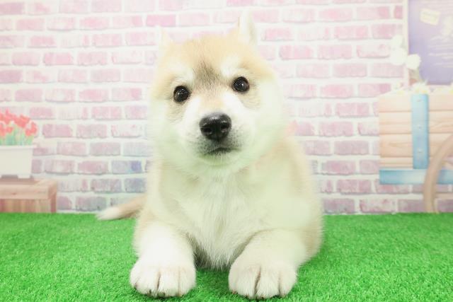 福井県のシベリアンハスキー (Coo&RIKU福井店/2025年12月8日生まれ/女の子/レッドホワイト)の子犬の1枚目の画像