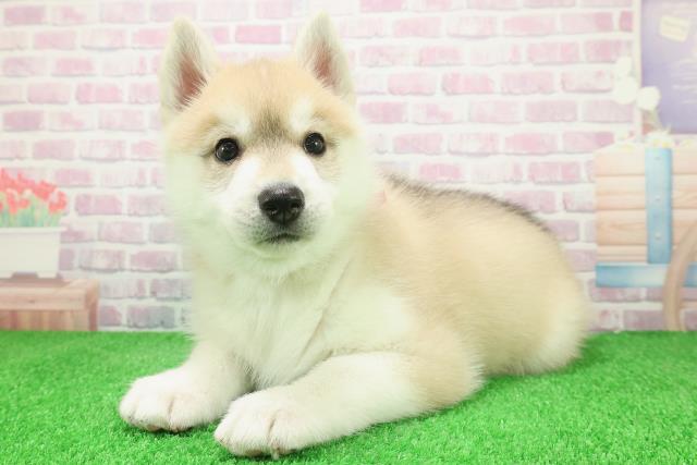 福井県のシベリアンハスキー (Coo&RIKU福井店/2025年12月8日生まれ/女の子/レッドホワイト)の子犬の2枚目の画像