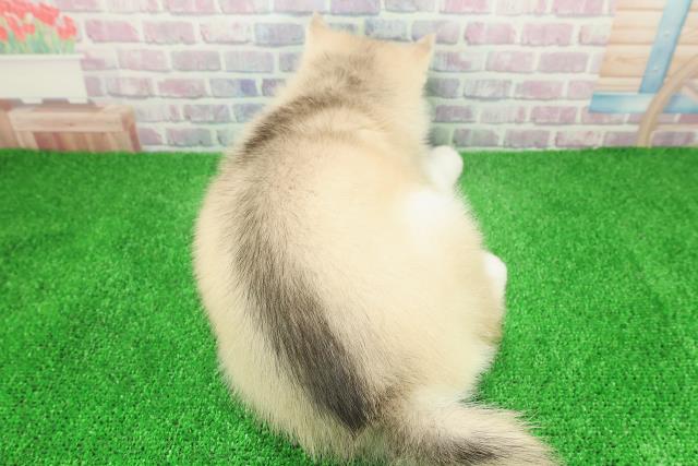 福井県のシベリアンハスキー (Coo&RIKU福井店/2025年12月8日生まれ/女の子/レッドホワイト)の子犬の4枚目の画像