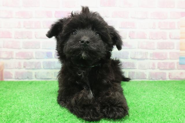 北海道のヨープー(ヨークシャーテリア×プードル) (Coo&RIKU帯広店/2025年11月23日生まれ/男の子/ブラック)の子犬の1枚目の画像