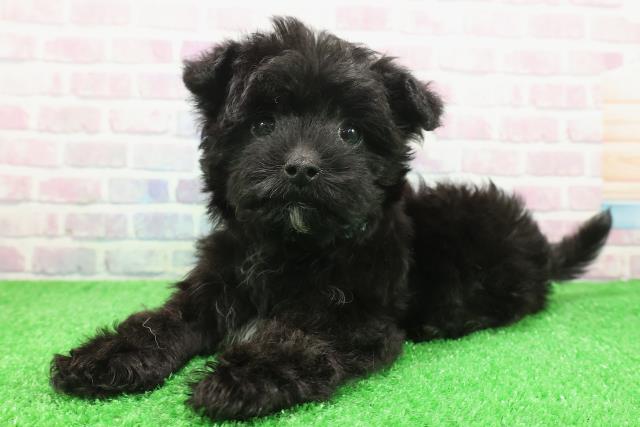 北海道のヨープー(ヨークシャーテリア×プードル) (Coo&RIKU帯広店/2025年11月23日生まれ/男の子/ブラック)の子犬の2枚目の画像