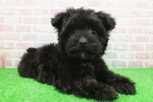 北海道のヨープー(ヨークシャーテリア×プードル) (Coo&RIKU帯広店/2025年11月23日生まれ/男の子/ブラック)の子犬の3枚目の画像