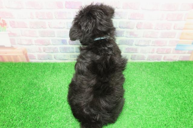北海道のヨープー(ヨークシャーテリア×プードル) (Coo&RIKU帯広店/2025年11月23日生まれ/男の子/ブラック)の子犬の4枚目の画像