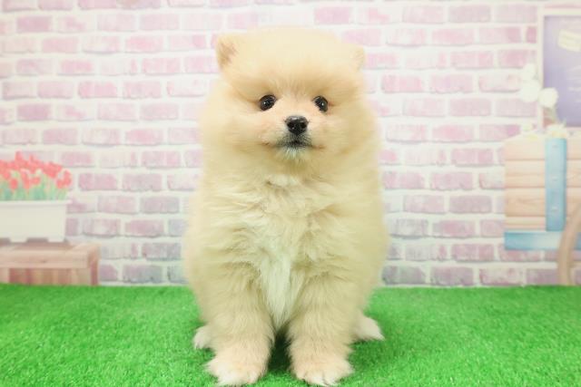 宮城県のポメラニアン (Coo&RIKU仙台太白店/2025年12月2日生まれ/男の子/クリーム)の子犬の1枚目の画像