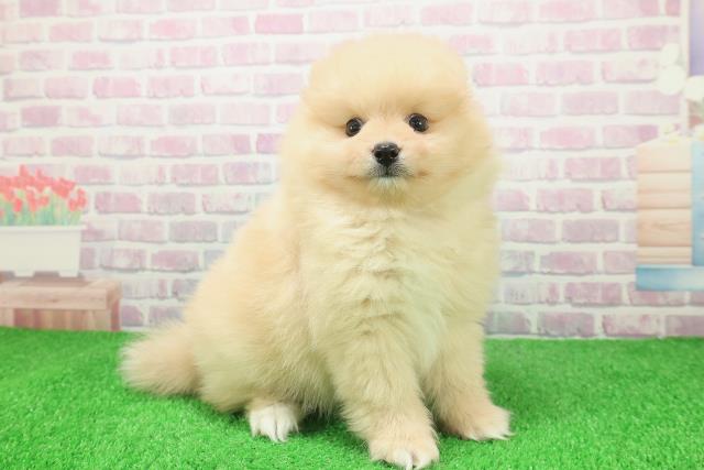 宮城県のポメラニアン (Coo&RIKU仙台太白店/2025年12月2日生まれ/男の子/クリーム)の子犬の3枚目の画像