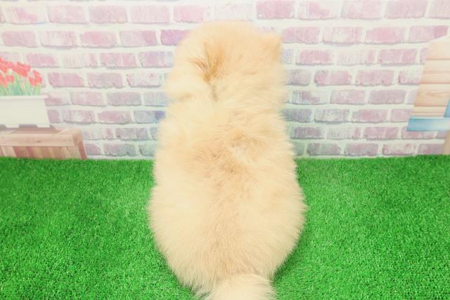 宮城県のポメラニアン (Coo&RIKU仙台太白店/2025年12月2日生まれ/男の子/クリーム)の子犬の4枚目の画像