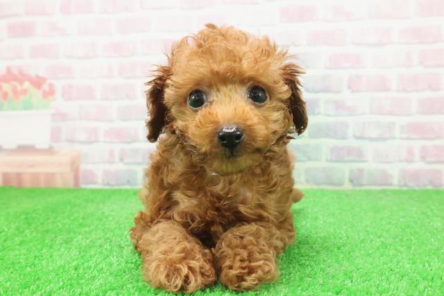 沖縄県のトイプードル(トイ) (Coo&RIKU石垣店/2025年12月6日生まれ/男の子/レッド)の子犬の1枚目の画像