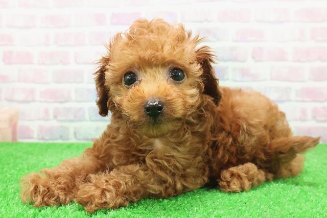沖縄県のトイプードル(トイ) (Coo&RIKU石垣店/2025年12月6日生まれ/男の子/レッド)の子犬の2枚目の画像