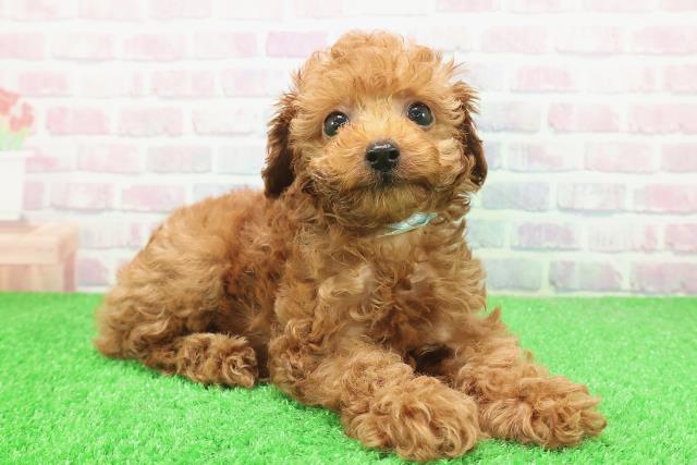 沖縄県のトイプードル(トイ) (Coo&RIKU石垣店/2025年12月6日生まれ/男の子/レッド)の子犬の3枚目の画像