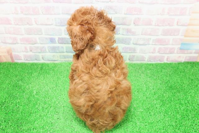 沖縄県のトイプードル(トイ) (Coo&RIKU石垣店/2025年12月6日生まれ/男の子/レッド)の子犬の4枚目の画像