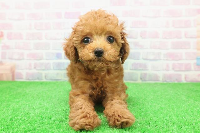 長野県のトイプードル(トイ) (Coo&RIKU綿半庄内店/2025年12月6日生まれ/男の子/レッド)の子犬の1枚目の画像