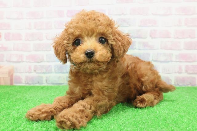 長野県のトイプードル(トイ) (Coo&RIKU綿半庄内店/2025年12月6日生まれ/男の子/レッド)の子犬の2枚目の画像