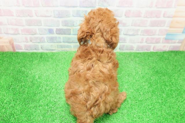 長野県のトイプードル(トイ) (Coo&RIKU綿半庄内店/2025年12月6日生まれ/男の子/レッド)の子犬の4枚目の画像
