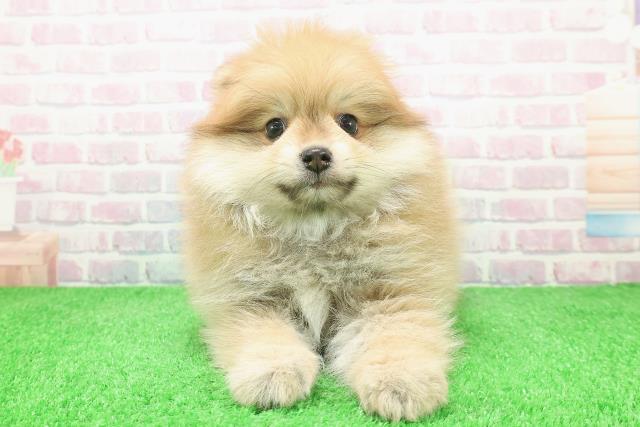 宮城県のポメラニアン (Coo&RIKUイオンタウン古川店/2025年12月8日生まれ/男の子/オレンジ)の子犬の1枚目の画像