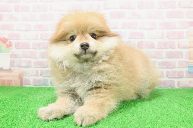 宮城県のポメラニアン (Coo&RIKUイオンタウン古川店/2025年12月8日生まれ/男の子/オレンジ)の子犬の2枚目の画像