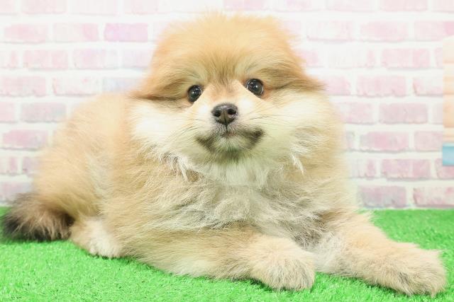 宮城県のポメラニアン (Coo&RIKUイオンタウン古川店/2025年12月8日生まれ/男の子/オレンジ)の子犬の3枚目の画像