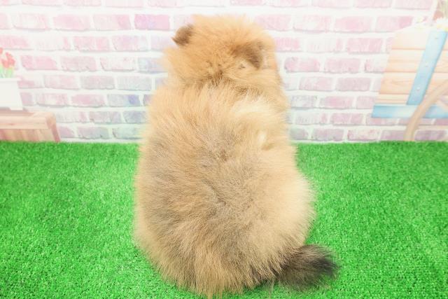 宮城県のポメラニアン (Coo&RIKUイオンタウン古川店/2025年12月8日生まれ/男の子/オレンジ)の子犬の4枚目の画像