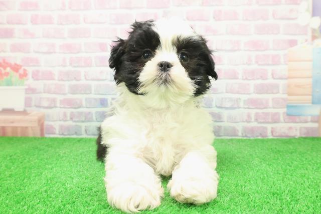 千葉県のマルズー/マルシーズ(マルチーズ×シーズー) (Coo&RIKU木更津店/2025年12月6日生まれ/男の子/ホワイトブラック)の子犬の1枚目の画像