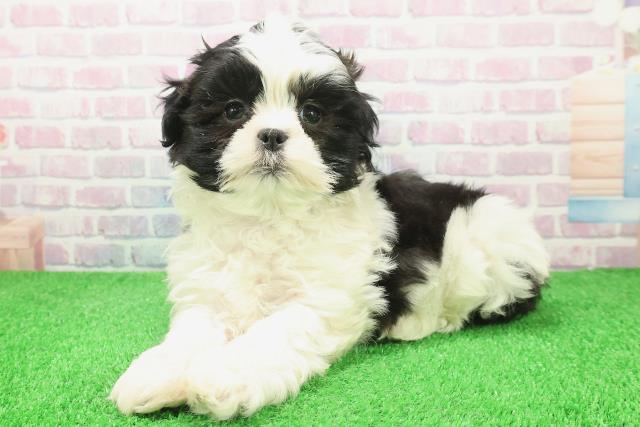 千葉県のマルズー/マルシーズ(マルチーズ×シーズー) (Coo&RIKU木更津店/2025年12月6日生まれ/男の子/ホワイトブラック)の子犬の2枚目の画像