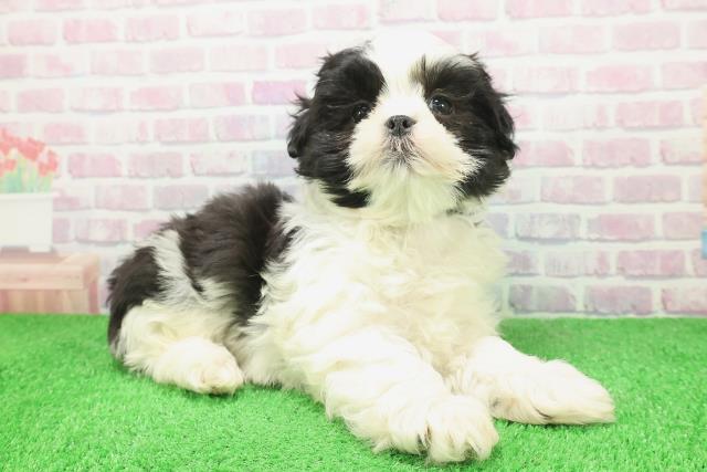 千葉県のマルズー/マルシーズ(マルチーズ×シーズー) (Coo&RIKU木更津店/2025年12月6日生まれ/男の子/ホワイトブラック)の子犬の3枚目の画像