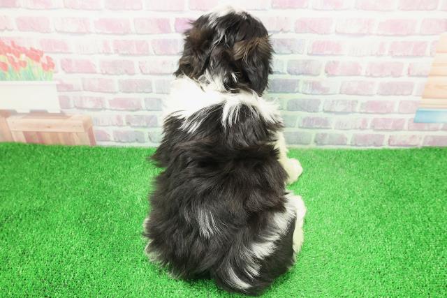 千葉県のマルズー/マルシーズ(マルチーズ×シーズー) (Coo&RIKU木更津店/2025年12月6日生まれ/男の子/ホワイトブラック)の子犬の4枚目の画像