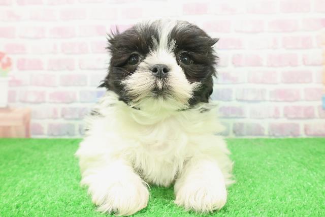 富山県のマルズー/マルシーズ(マルチーズ×シーズー) (Coo&RIKU富山店/2025年12月6日生まれ/男の子/ホワイトブラック)の子犬