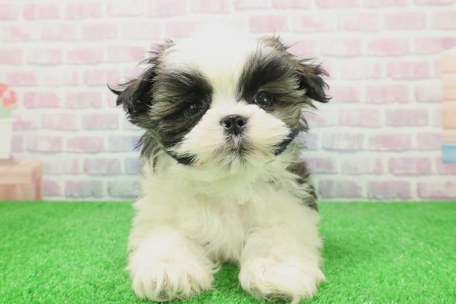 茨城県のマルズー/マルシーズ(マルチーズ×シーズー) (Coo&RIKU筑西店/2025年12月6日生まれ/男の子/ゴールドホワイト)の子犬の1枚目の画像