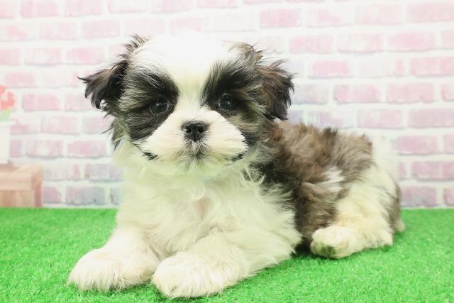 茨城県のマルズー/マルシーズ(マルチーズ×シーズー) (Coo&RIKU筑西店/2025年12月6日生まれ/男の子/ゴールドホワイト)の子犬の2枚目の画像