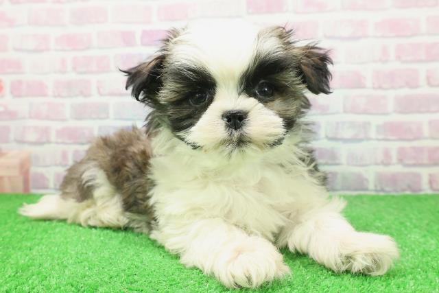 茨城県のマルズー/マルシーズ(マルチーズ×シーズー) (Coo&RIKU筑西店/2025年12月6日生まれ/男の子/ゴールドホワイト)の子犬の3枚目の画像