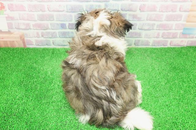 茨城県のマルズー/マルシーズ(マルチーズ×シーズー) (Coo&RIKU筑西店/2025年12月6日生まれ/男の子/ゴールドホワイト)の子犬の4枚目の画像