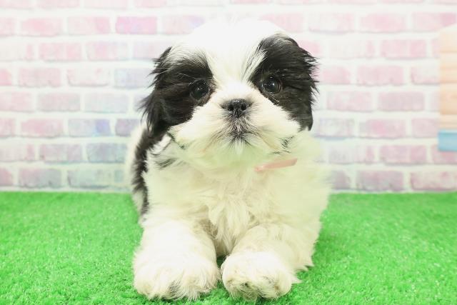 北海道のマルズー/マルシーズ(マルチーズ×シーズー) (Coo&RIKU旭川店/2025年12月6日生まれ/女の子/ホワイトブラック)の子犬の1枚目の画像