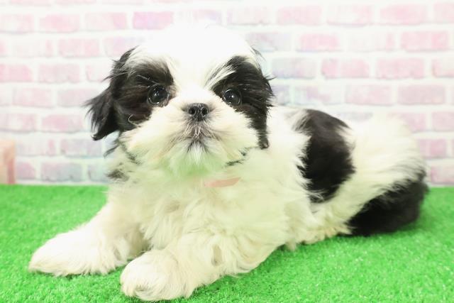 北海道のマルズー/マルシーズ(マルチーズ×シーズー) (Coo&RIKU旭川店/2025年12月6日生まれ/女の子/ホワイトブラック)の子犬の2枚目の画像