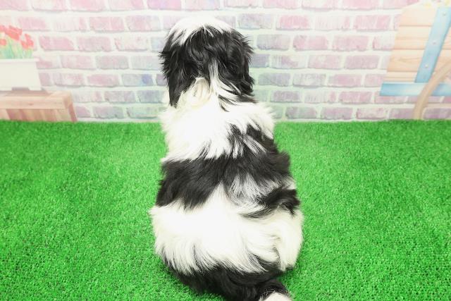 北海道のマルズー/マルシーズ(マルチーズ×シーズー) (Coo&RIKU旭川店/2025年12月6日生まれ/女の子/ホワイトブラック)の子犬の4枚目の画像