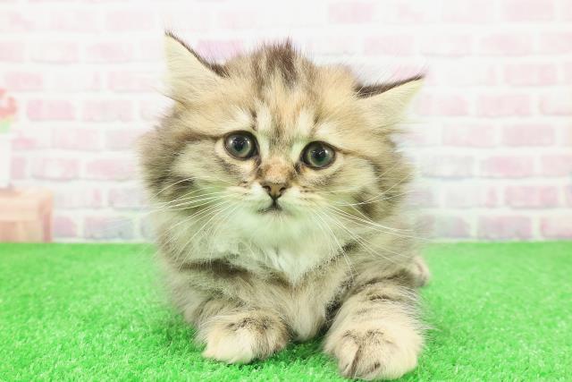 沖縄県のサイベリアン (Coo&RIKU石垣店/2025年12月5日生まれ/女の子/ブラウンパッチドタビー)の子猫の1枚目の画像