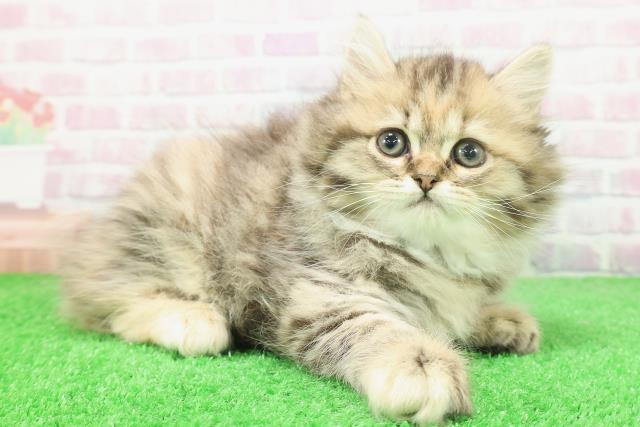 沖縄県のサイベリアン (Coo&RIKU石垣店/2025年12月5日生まれ/女の子/ブラウンパッチドタビー)の子猫の3枚目の画像