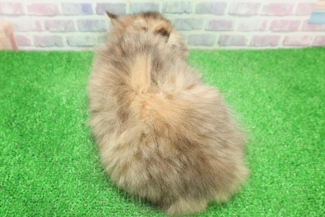 沖縄県のサイベリアン (Coo&RIKU石垣店/2025年12月5日生まれ/女の子/ブラウンパッチドタビー)の子猫の4枚目の画像