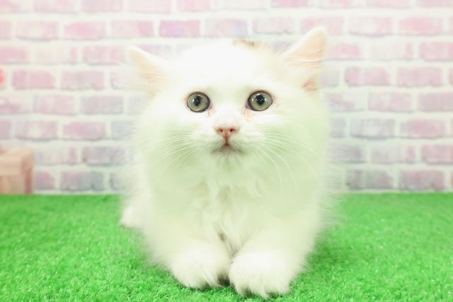 東京都のサイベリアン (Coo&RIKU中野サンモール店/2025年12月5日生まれ/女の子/キャリコ)の子猫の1枚目の画像