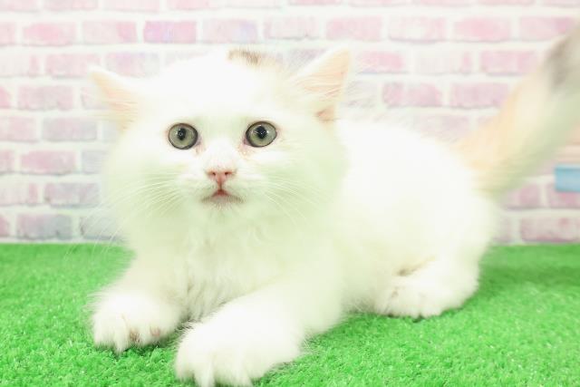 東京都のサイベリアン (Coo&RIKU中野サンモール店/2025年12月5日生まれ/女の子/キャリコ)の子猫の2枚目の画像