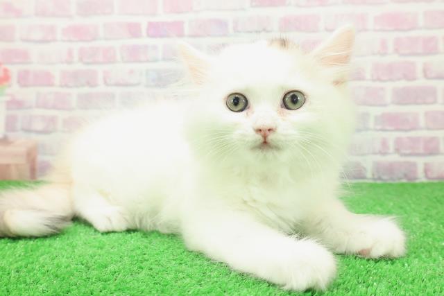 東京都のサイベリアン (Coo&RIKU中野サンモール店/2025年12月5日生まれ/女の子/キャリコ)の子猫の3枚目の画像