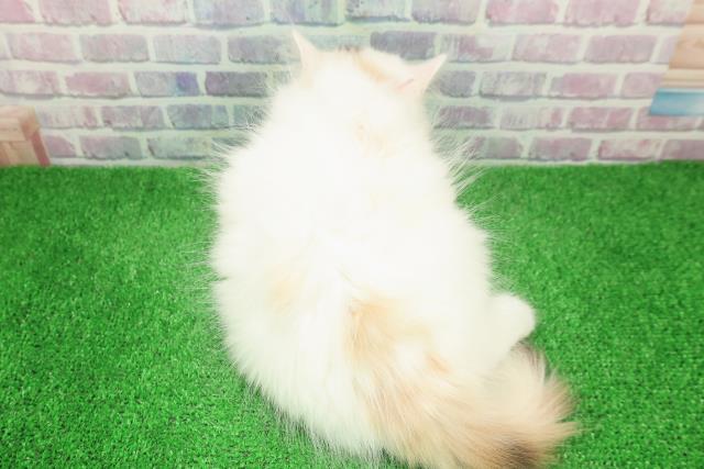 東京都のサイベリアン (Coo&RIKU中野サンモール店/2025年12月5日生まれ/女の子/キャリコ)の子猫の4枚目の画像