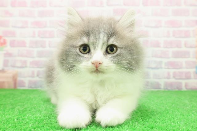 東京都のサイベリアン (Coo&RIKU池袋西口店/2025年12月5日生まれ/男の子/ブルーホワイト)の子猫