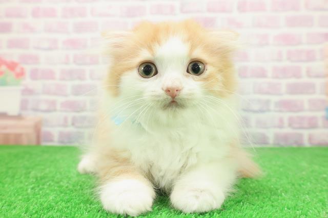 東京都のスコティッシュフォールド (Coo&RIKU新宿三丁目店/2025年12月4日生まれ/男の子/レッドタビーホワイト)の子猫