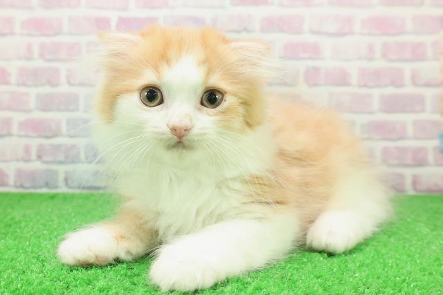 東京都のスコティッシュフォールド (Coo&RIKU新宿三丁目店/2025年12月4日生まれ/男の子/レッドタビーホワイト)の子猫の2枚目の画像