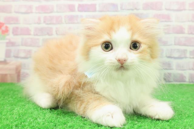 東京都のスコティッシュフォールド (Coo&RIKU新宿三丁目店/2025年12月4日生まれ/男の子/レッドタビーホワイト)の子猫の3枚目の画像