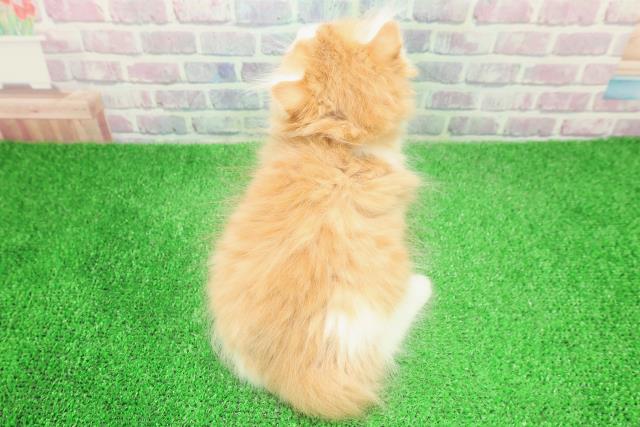 東京都のスコティッシュフォールド (Coo&RIKU新宿三丁目店/2025年12月4日生まれ/男の子/レッドタビーホワイト)の子猫の4枚目の画像