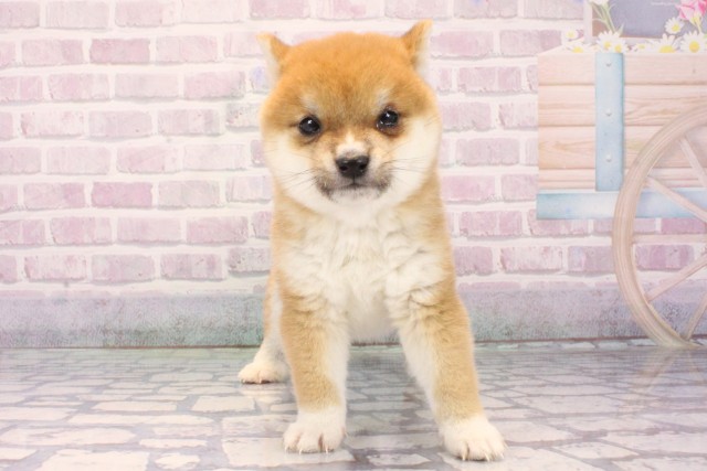 大阪府の豆柴 (Coo&RIKU梅田店/2025年12月8日生まれ/男の子/赤)の子犬の1枚目の画像