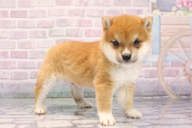 大阪府の豆柴 (Coo&RIKU梅田店/2025年12月8日生まれ/男の子/赤)の子犬の2枚目の画像